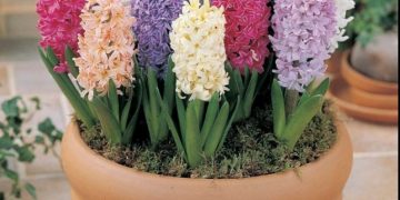 Kako posaditi zumbule