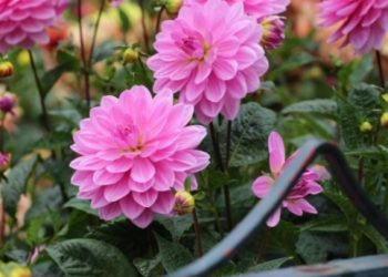 Dalija- prekrasan proljetni cvijet