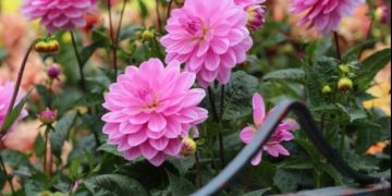 Dalija- prekrasan proljetni cvijet