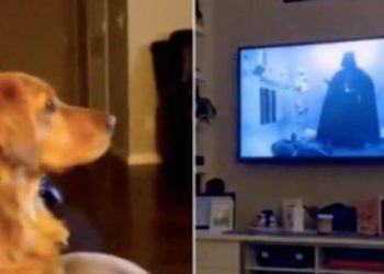 Urnebesna reakcija psa nakon što je na TV-u ugledao Darth Vadera