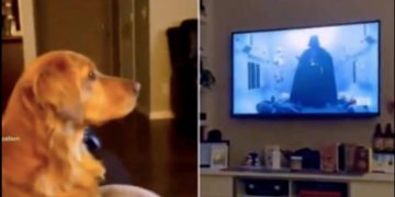 Urnebesna reakcija psa nakon što je na TV-u ugledao Darth Vadera