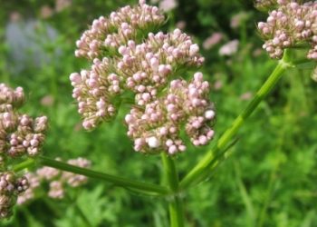 Ljekovite biljke koje mogu biti štetne ukoliko se pretjera s njihovom količinom