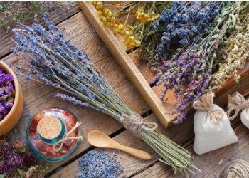 Sve što trebate znati o sušenju bilja da bi ono dulje trajalo