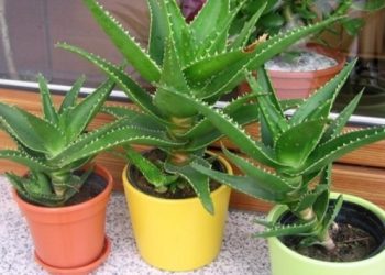 Tri biljke koje svima uspijevaju