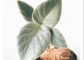 Ova “plišana” biljka mekanih listova hit je na internetu i osvježenje za svaki dom