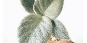 Ova “plišana” biljka mekanih listova hit je na internetu i osvježenje za svaki dom