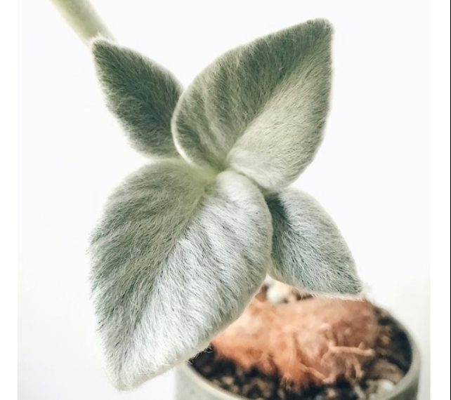 Ova “plišana” biljka mekanih listova hit je na internetu i osvježenje za svaki dom
