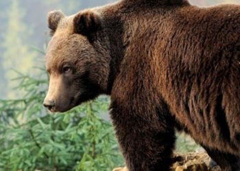 Klimatske promjene rezultirale su pojavom nove vrste medvjeda