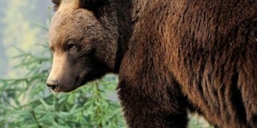 Klimatske promjene rezultirale su pojavom nove vrste medvjeda