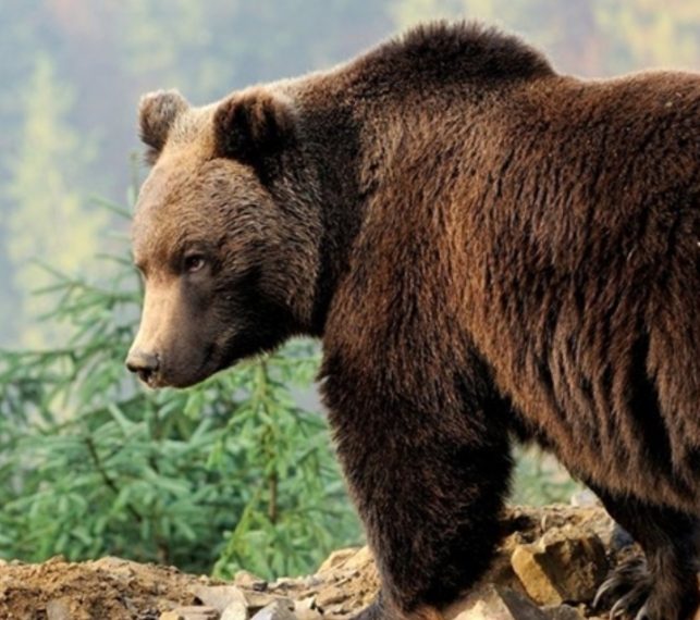 Klimatske promjene rezultirale su pojavom nove vrste medvjeda