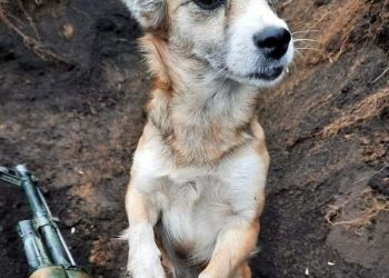 Upoznajte Monku- neobičnog psića koji pomaže ukrajinskim braniteljima