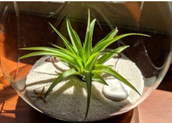 Upoznajte tilandsije: nezahtjevne biljke koje ne trebaju ni zemlju za svoj rast