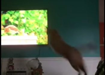 Urnebesno: mačak gleda TV i skače na pticu s ekrana