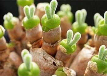 Ovo je zbilja najslađa biljka ikad: zeko-sukulent