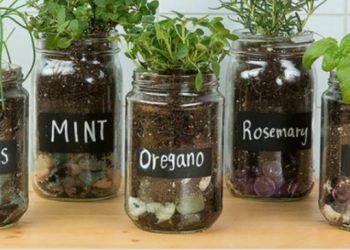 Tri jednostavna trika kojim ćete postići da začinsko bilje traje dvostruko dulje