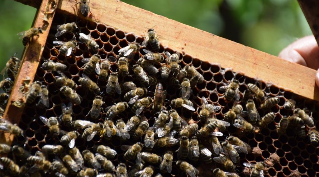 Prebrojavanje pčela i skakavaca na Dinari