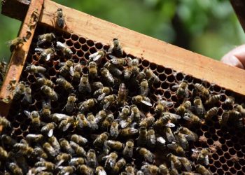 Prebrojavanje pčela i skakavaca na Dinari