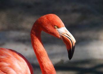 Moć ptica na zemlji je posebna. Trebamo ih više nego one nas.