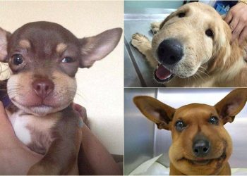 Ovi psići imali su posla s pčelama, a rezultat cijele situacije izmamiti će vam osmijeh na lice!