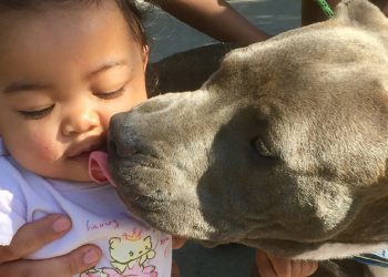 Pogledajte kako je ženka pitbula spasila obitelj od požara, bebu za pelenu izvukla van!