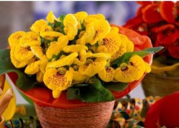 Upoznajte neobičnu orhideju koja izgleda poput papučice i miriše na marelice