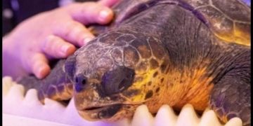 Spašena kornjača koja je na Malom Lošinju progutala veliku udicu