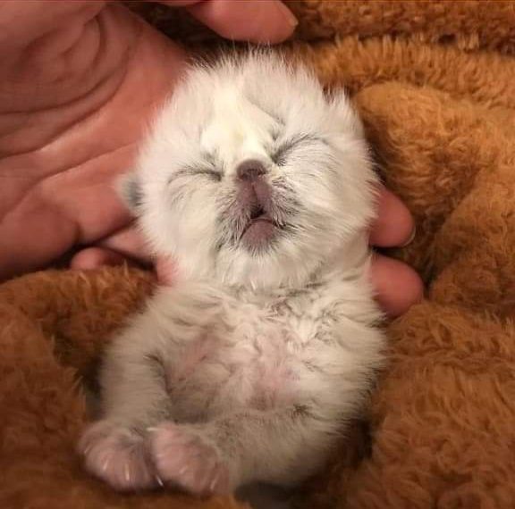 Tek rođeni mačić postao senzacija na internetu; nadjenuli su mu ime Djed