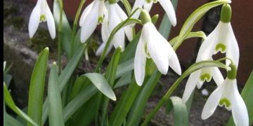 Posadite visibabe u vašem vrtu