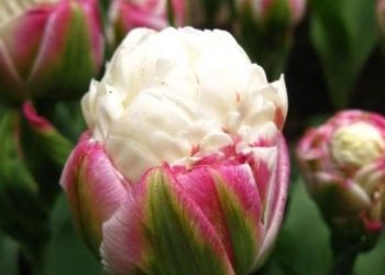 Sladoled tulipan- nova cvjetna atrakcija