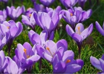 Kako uzgojiti šafran u vrtu