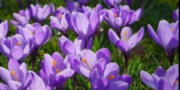 Kako uzgojiti šafran u vrtu