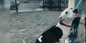 Djelatnici skloništa za životinje kujici pomogli oko promrzlih štenaca