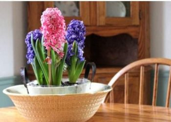 Savjeti pomoću kojih ćete produljiti životni vijek zumbula u vašem domu