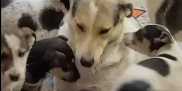 I previše dirljivo: Kujica zaplakala od sreće kad je pronašla svoje ukradene štence