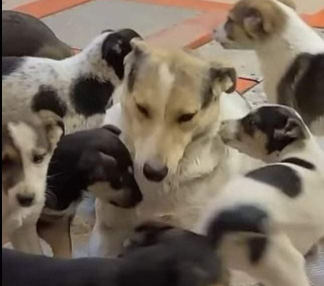 I previše dirljivo: Kujica zaplakala od sreće kad je pronašla svoje ukradene štence