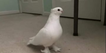 Hit video: golub sam sebe zna ušuškati  u krevet