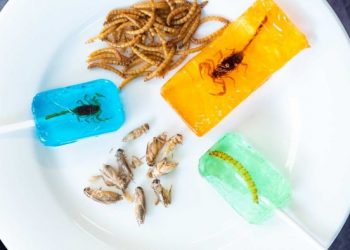 Kukci: sve bliži “novi” gastro trend