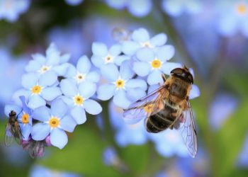 Pčele su najvrijedniji kukci na svijetu! 7 stvari koje sigurno niste znali o njima!