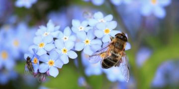 Pčele su najvrijedniji kukci na svijetu! 7 stvari koje sigurno niste znali o njima!