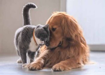 Mačka i psi su terapeuti obitelji predsjednika Amerike: Volimo životinje.