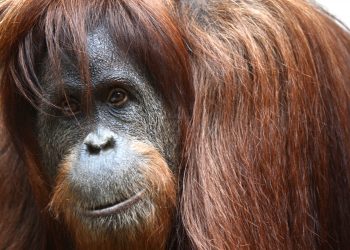 Orangutan progovorio (video)