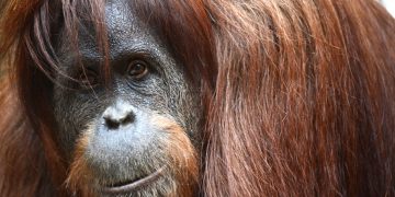 Orangutan progovorio (video)