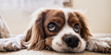 Ključni sastojci koji pomažu kod očuvanja vida pasa!