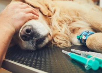 Jedan veterinar otkrio je koje stvari u njegovom poslu su teže od eutanazije