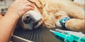 Jedan veterinar otkrio je koje stvari u njegovom poslu su teže od eutanazije