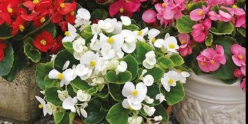 Ukrasite svoj vrt: Posadite košarice s begonijom