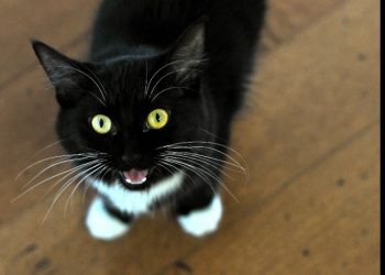 Pet najčešćih razloga zašto vaša mačka mijauče