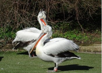 U Zoološkom vrtu grada Zagreba danas se održava Svjetski dan ptica selica