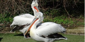 U Zoološkom vrtu grada Zagreba danas se održava Svjetski dan ptica selica