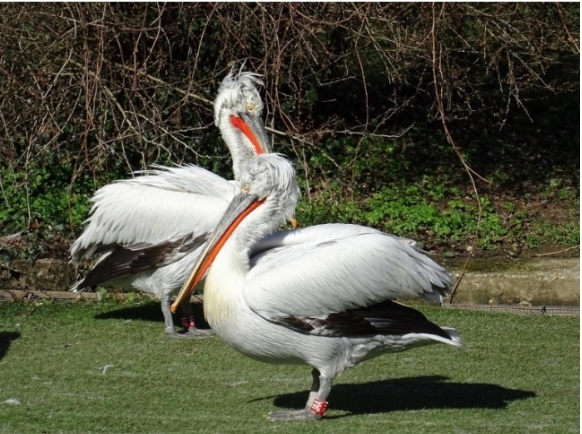 U Zoološkom vrtu grada Zagreba danas se održava Svjetski dan ptica selica